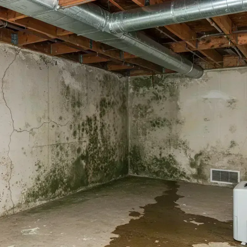 Professional Mold Removal in Crab Orchard, WV